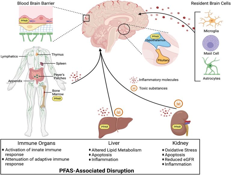 PFAS (per- and polyfluoroalkyl substances)