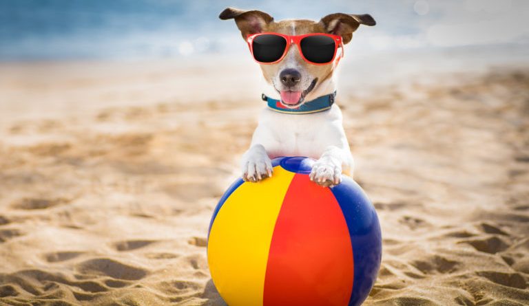 5 Summer Accessories for dog