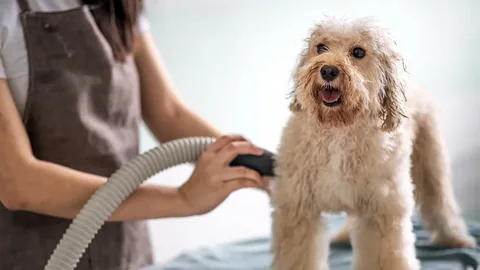 Revolutionizing Pet Care: 2025\’s Game-Changing Mobile Grooming Trends