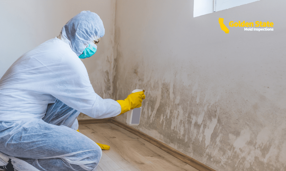 How Certified Mold Inspectors Can Spot Longevity Risks From Past Water Intrusion