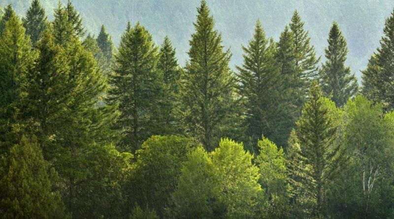 How fast do pine trees grow?