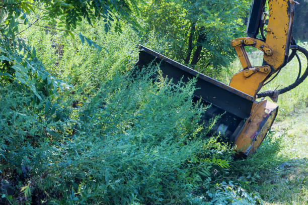 Vegetation Clearance