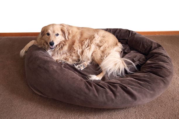 Premium Dog Beds Collection – A Throne for Every Dog