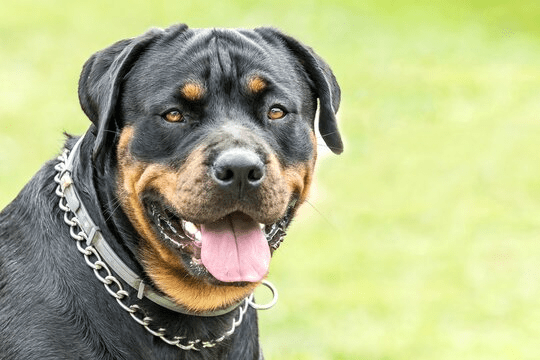 Rottweilers for Sale