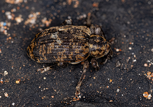 Pest Control Services