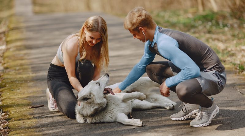 7 Qualities to Look For in an Effective Dog Trainer