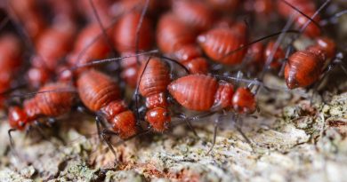 5 Tricks for Getting Rid of Termites at Your House