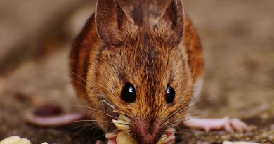 4 Immediate Steps to Take If You Have Mice in Your Home