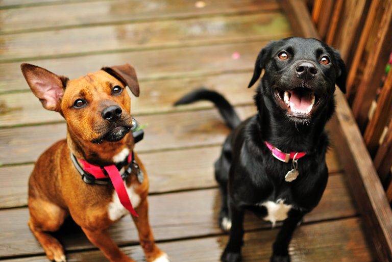 Photo by Brixiv : https://www.pexels.com/photo/brown-and-black-short-coated-medium-sized-dog-sitting-on-brown-wooden-floor-4459788/