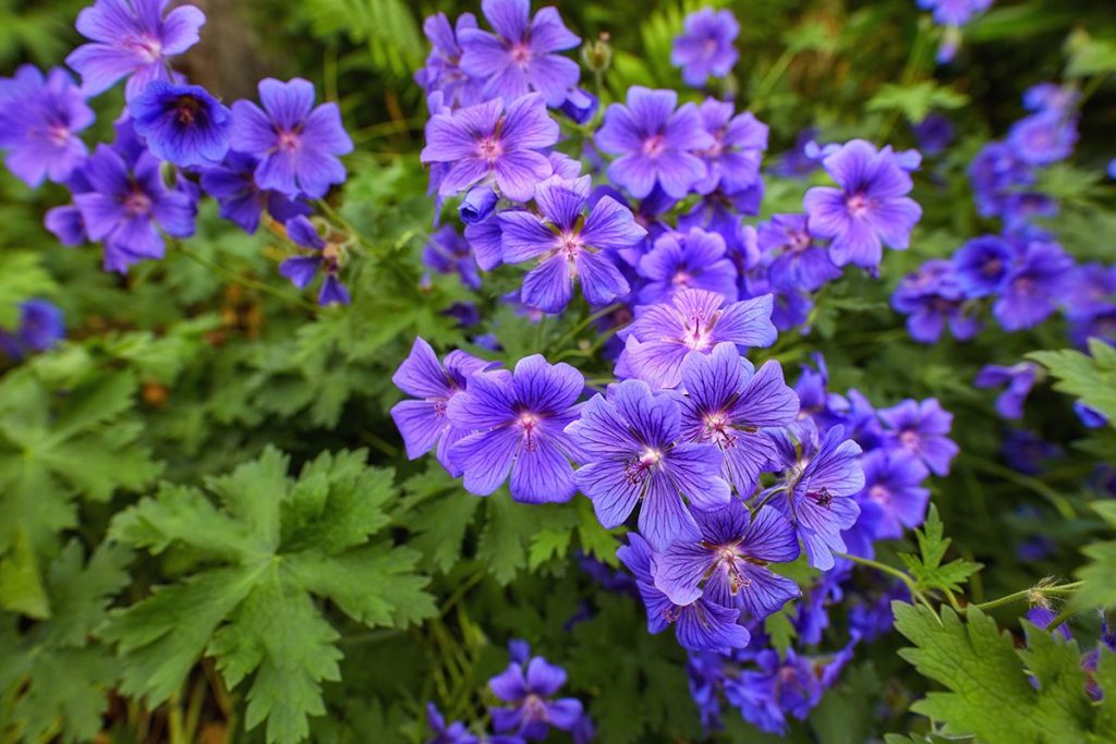 landscaping plants