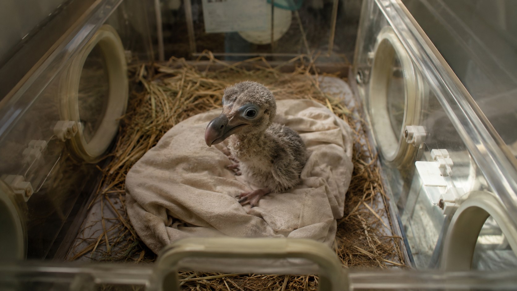 Dodo Bird Hatches, Named “Pip”