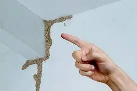 termite inspection