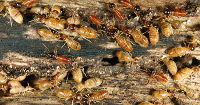 termite extermination Lafayette CA