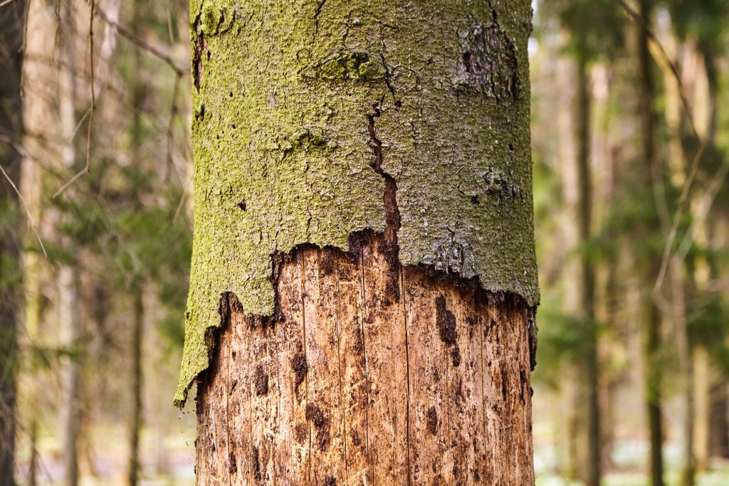 balk tree disease