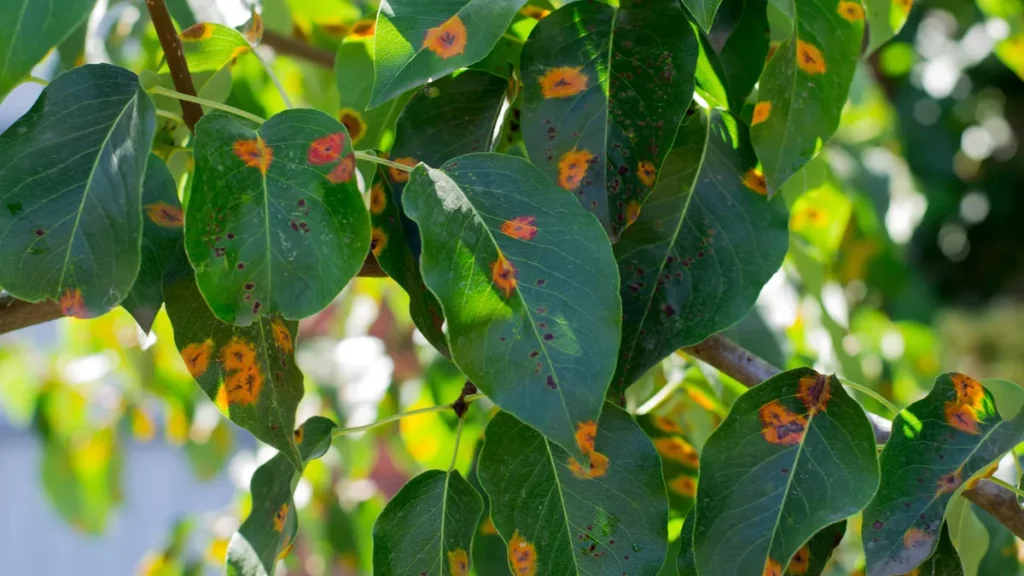tree disease