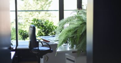 Indoor Plants To Brighten up The Office