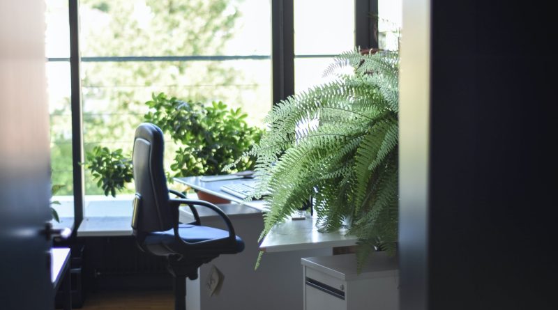 Indoor Plants To Brighten up The Office