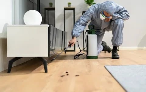 Affordable Pest Control for Long-Lasting Protection