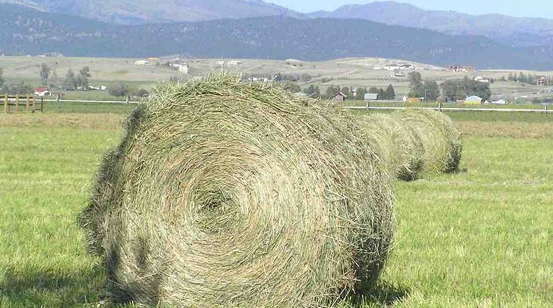 why is silage better than hay