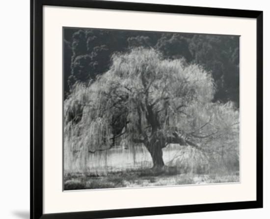 willow tree frames