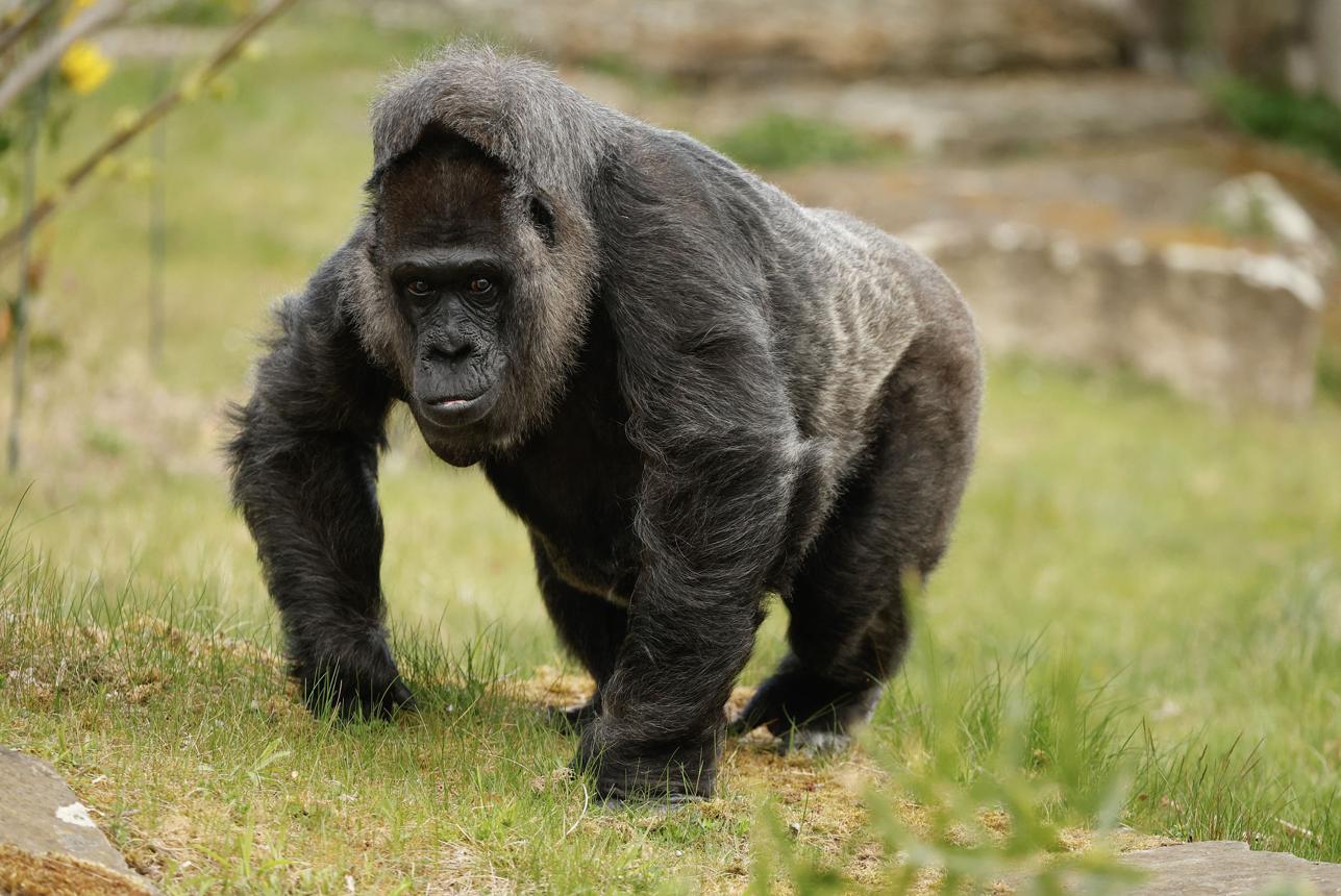 Gorilla After Child Enters Enclosure