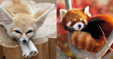 The 20 Cutest Baby Animals in the World You Need to See